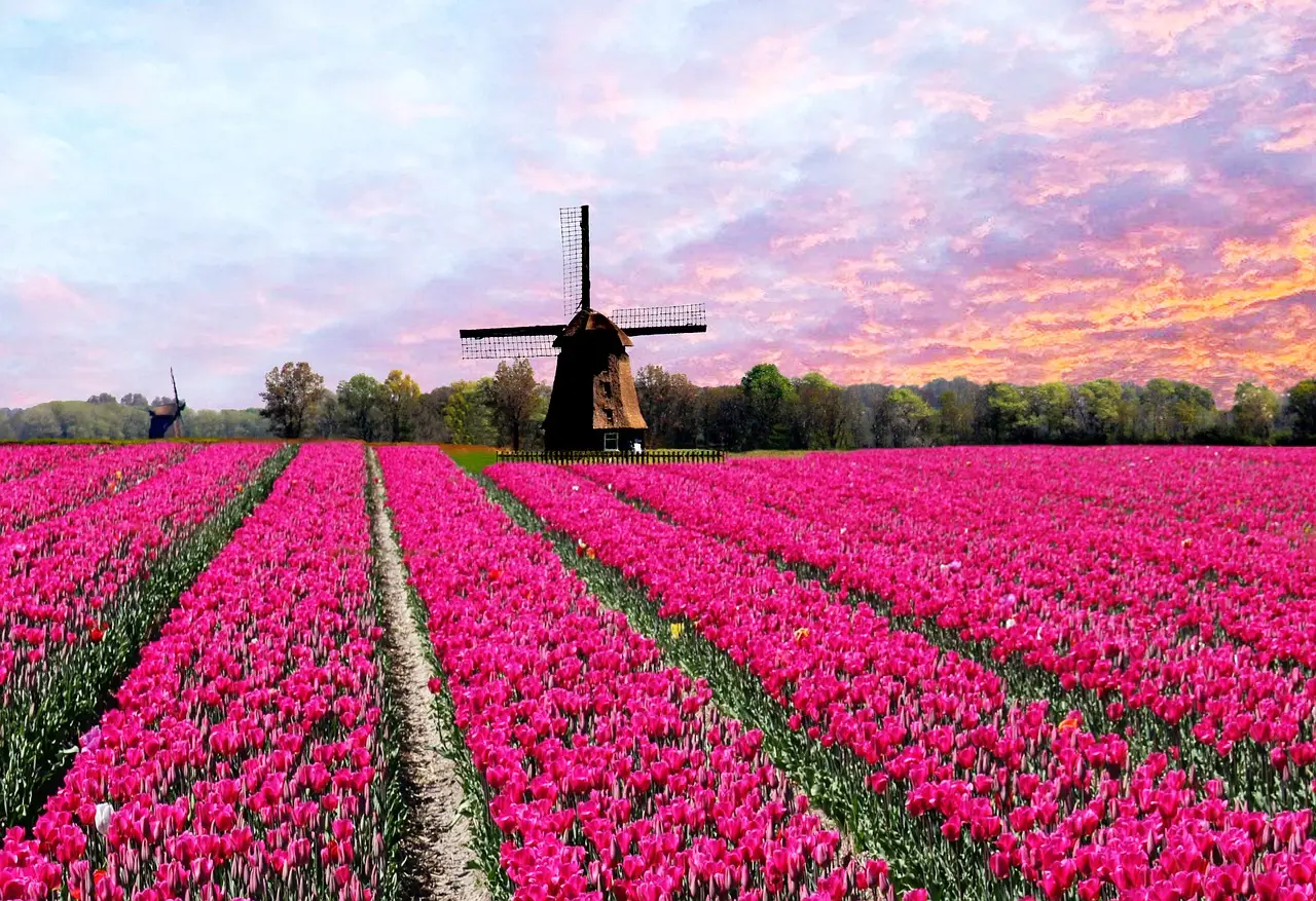 tulips, nature, landscape
