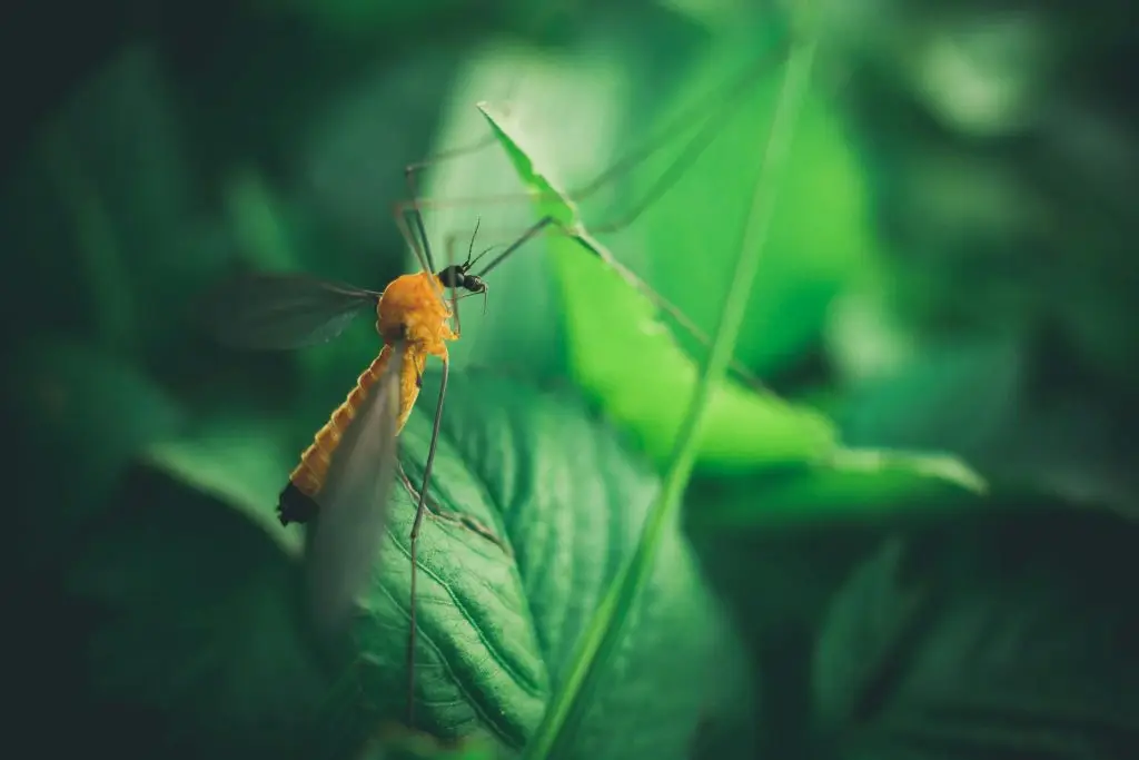 Detailed close-up of a crane fly resting on lush green foliage.